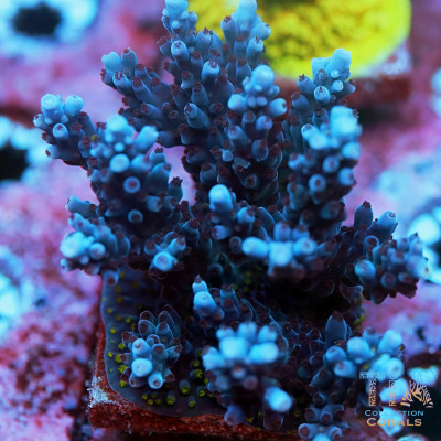 TIA Frosted Blueberry Acropora Colony (cut to order)