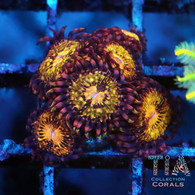 WWC Pandoras Zoanthids