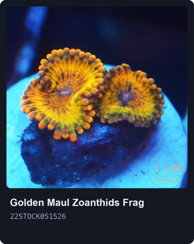 TIA Gold Maul Zoanthids Frag