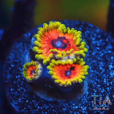 Hallucination Zoanthids Frag