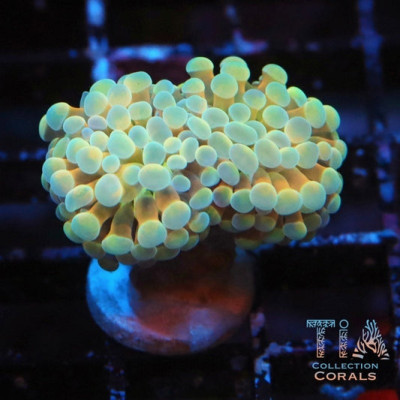 Holy Grail Frammer Frag