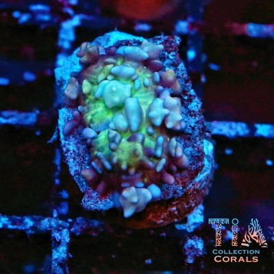 TIA Cotton Candy Bounce Mushroom Frag