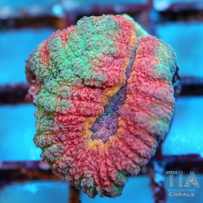 Rainbow Lobo