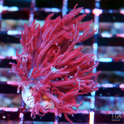 Ruby Red Pulsing Xenia RARE