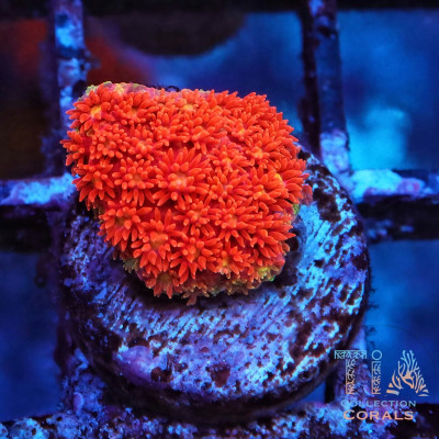 TIA Fireball Rainbow Short Goniopora (Bernardpora) Frag