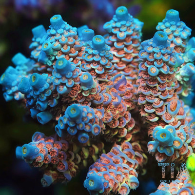 TIA Signature Iceflower Tenuis Acropora (cut to order)
