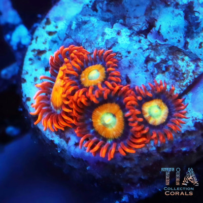 Hyper Ham Ham Zoanthids Frag