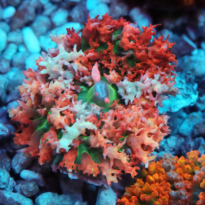 TIA Crimson Frost Rainbow St. Thomas Mushroom