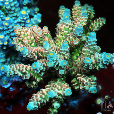 TIA Electric Glaze Acropora Colony (cut to order)
