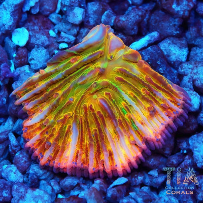 TIA Crème Brûlée Rainbow Plate