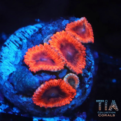 Lunar Eclipse Zoanthids Frag