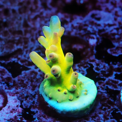 TCK Jaw Dropper Acropora