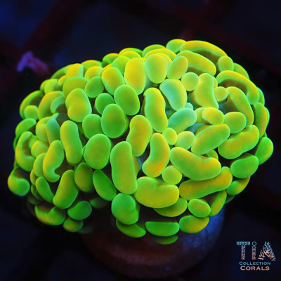 TIA Banana Glow Hammer Frag