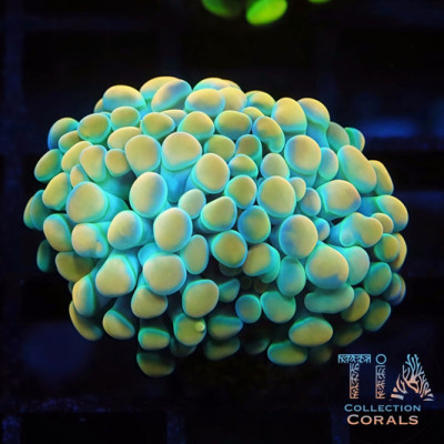Gold and Green Branching Hammer Frag