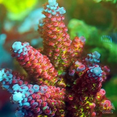 TIA Citrine Ice Tips Acropora Colony (cut to order)