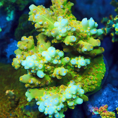 TIA Ginkgo Glow Acropora Colony (cut to order)