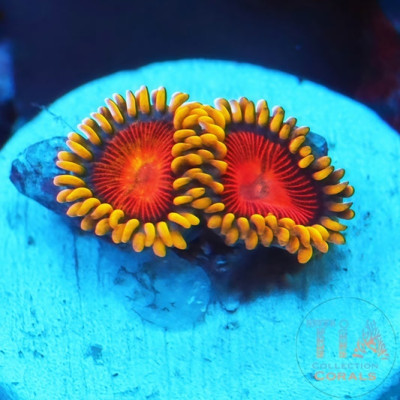 New Yellow Brick Road Zoanthids Frag