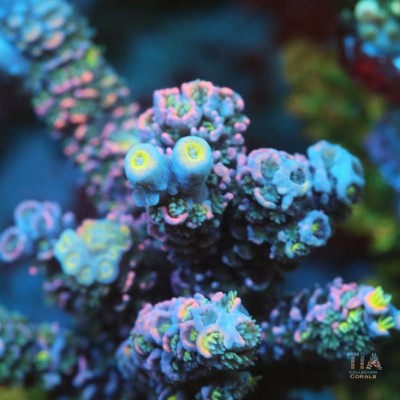 TIA Frosted Grape Acropora Colony (cut to order）