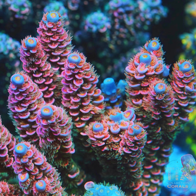 TIA Signature Pink Lumina Tenius Acopora