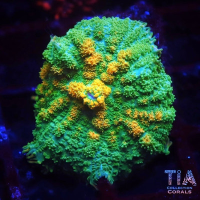 TIA Signature Dawnfire Rhodactis Mushroom