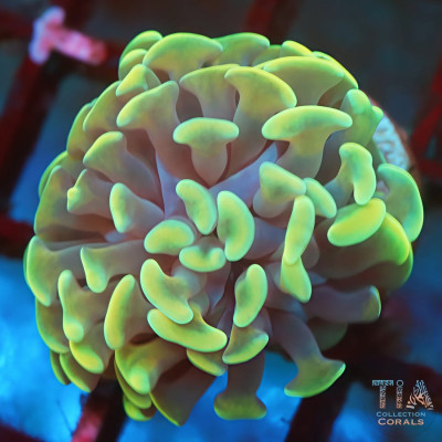 Pistachio Float Hammer Frag
