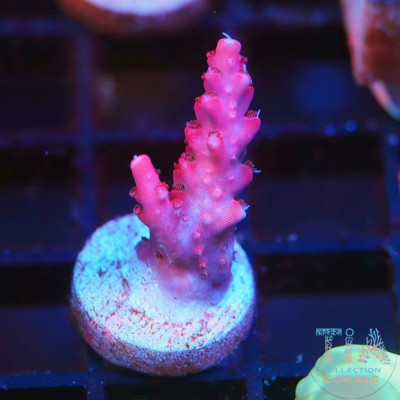CB Maleficent Acropora Frag