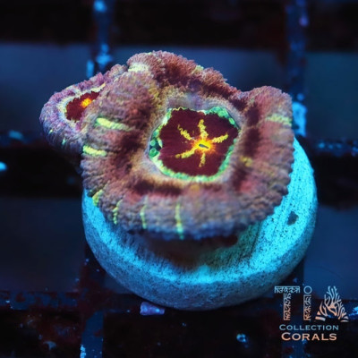 New Purple Ultra Rainbow Acan Frag
