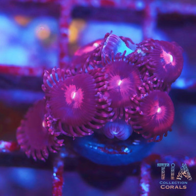 Alien Explosion Zoanthids