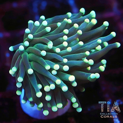 Light Green Torch Frag