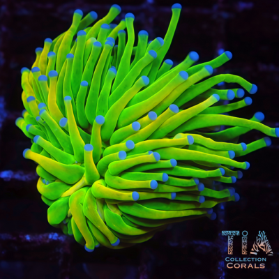 Blue Tips Holy Grail Torch