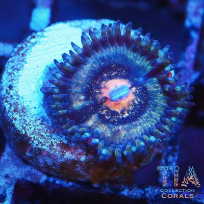 TIA Blue Supernova Zoanthids Frag