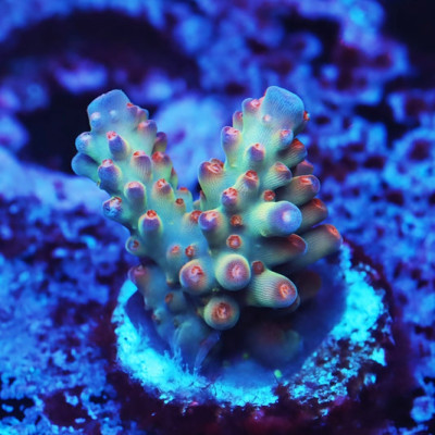 RRC Wonderland Acropora