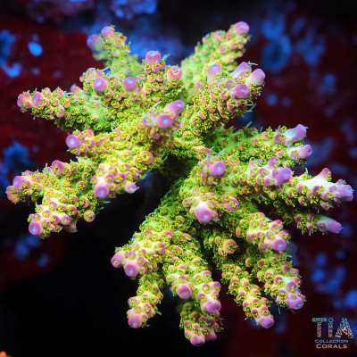 TSA Grape Ape Acropora Colony (cut to order)