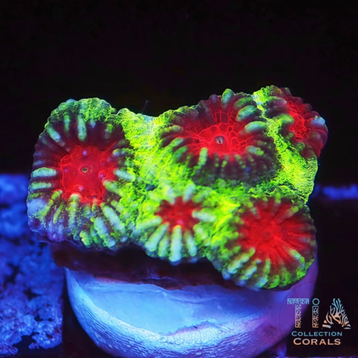 Watermelon Favia Frag
