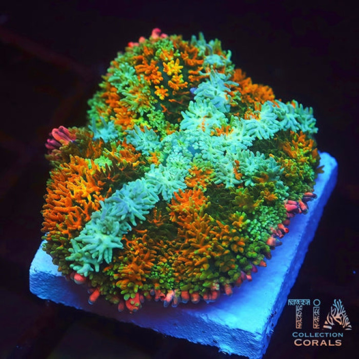 TIA Insane Frankenstein Mushroom 3inch+
