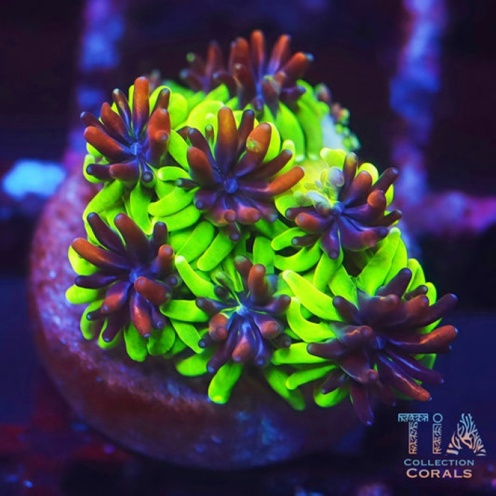 Sonic the Hedgehog Galaxea