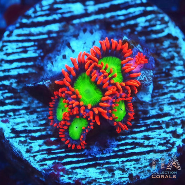 Goblin’s Fire Zoanthids