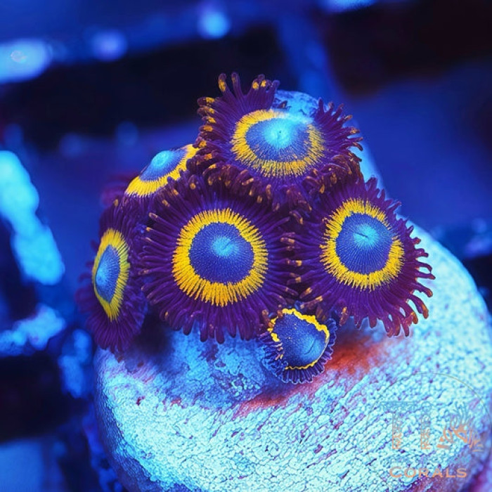 Bella Donnas Zoanthids Frag