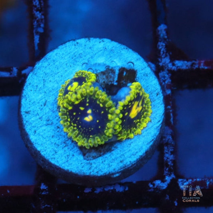 Exosphere Zoanthids