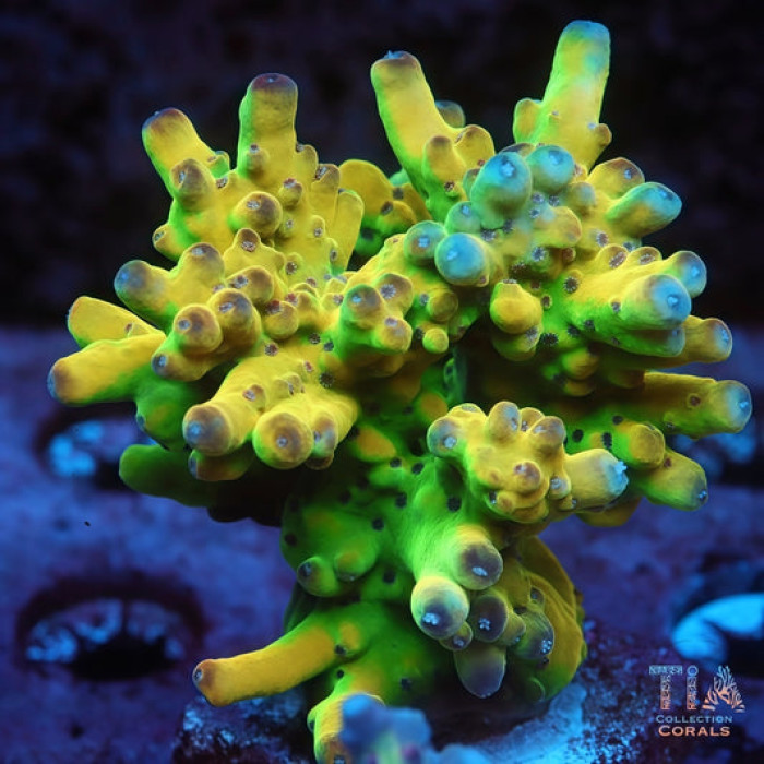 TIA Lemon Fission Malaysian Lokani Acropora Colony(cut to order) (Copy)