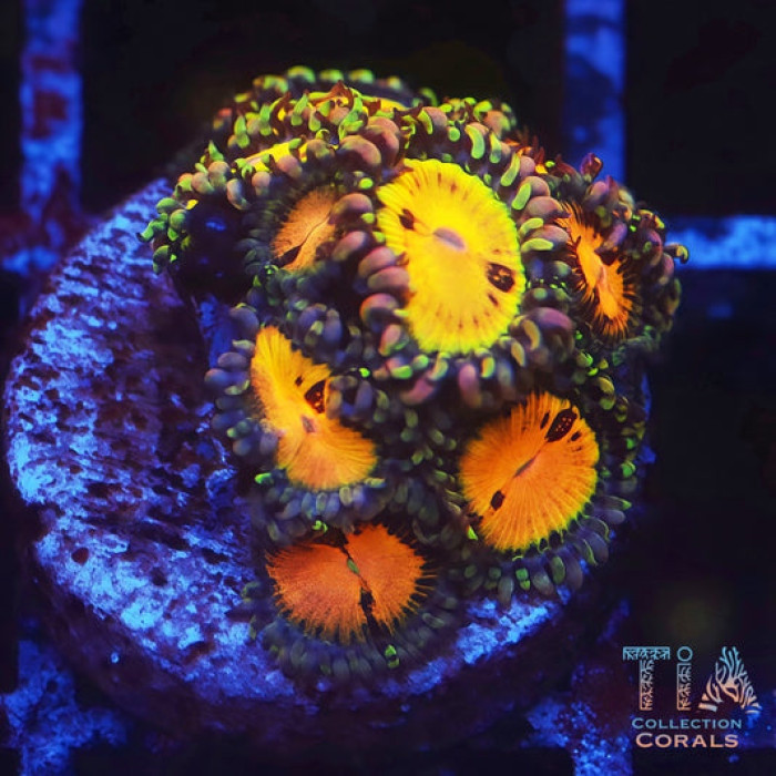 WWC Pandoras Zoanthids