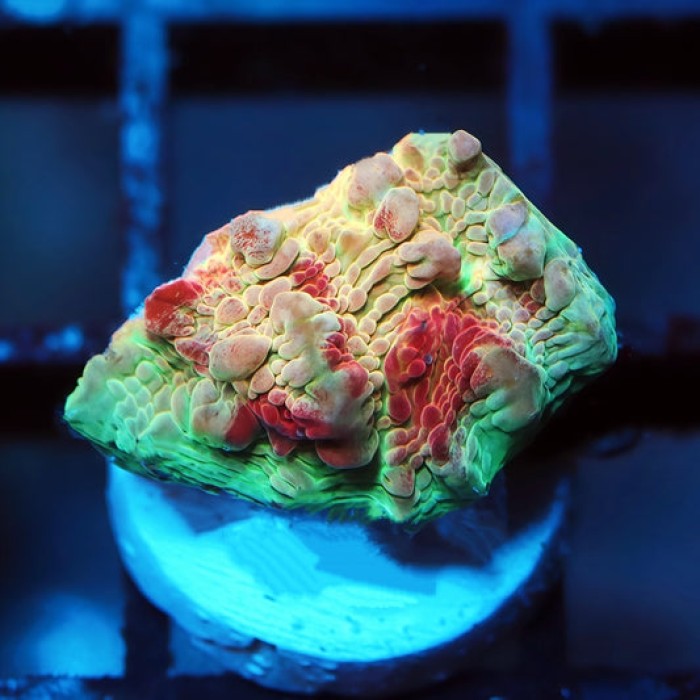 WWC Freezer Burn Bounce Chalice