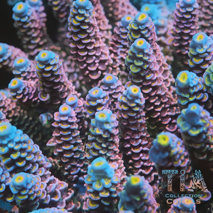TIA Pink Daisy Tenius Colony (cut to order)