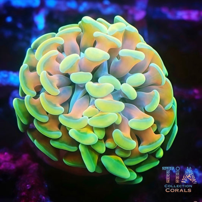 New Released Orange Multicolor Hammer