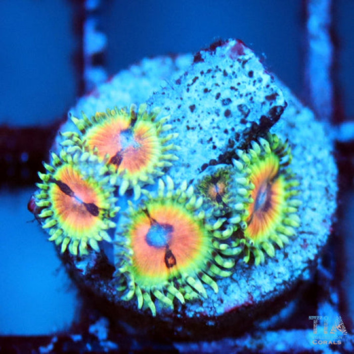 JF Blood Shot Zoanthids