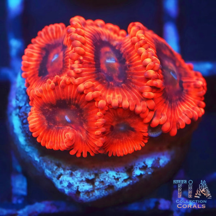 Bam Bam Zoanthids
