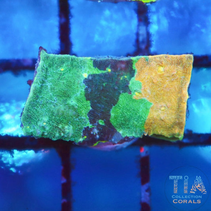 TIA Blue Convict Meltdown Chalice 1