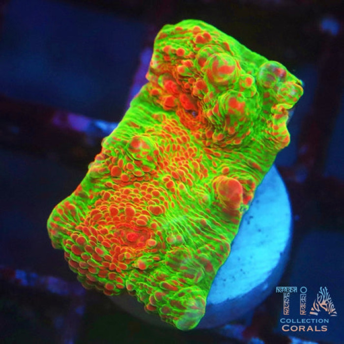 Rainbow Sherbet Chalice Frag