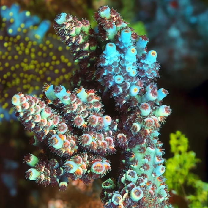 TIA Blue Myrrh Acropora Colony (cut to order）