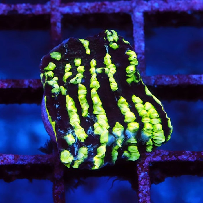 Green Bubble Chalice